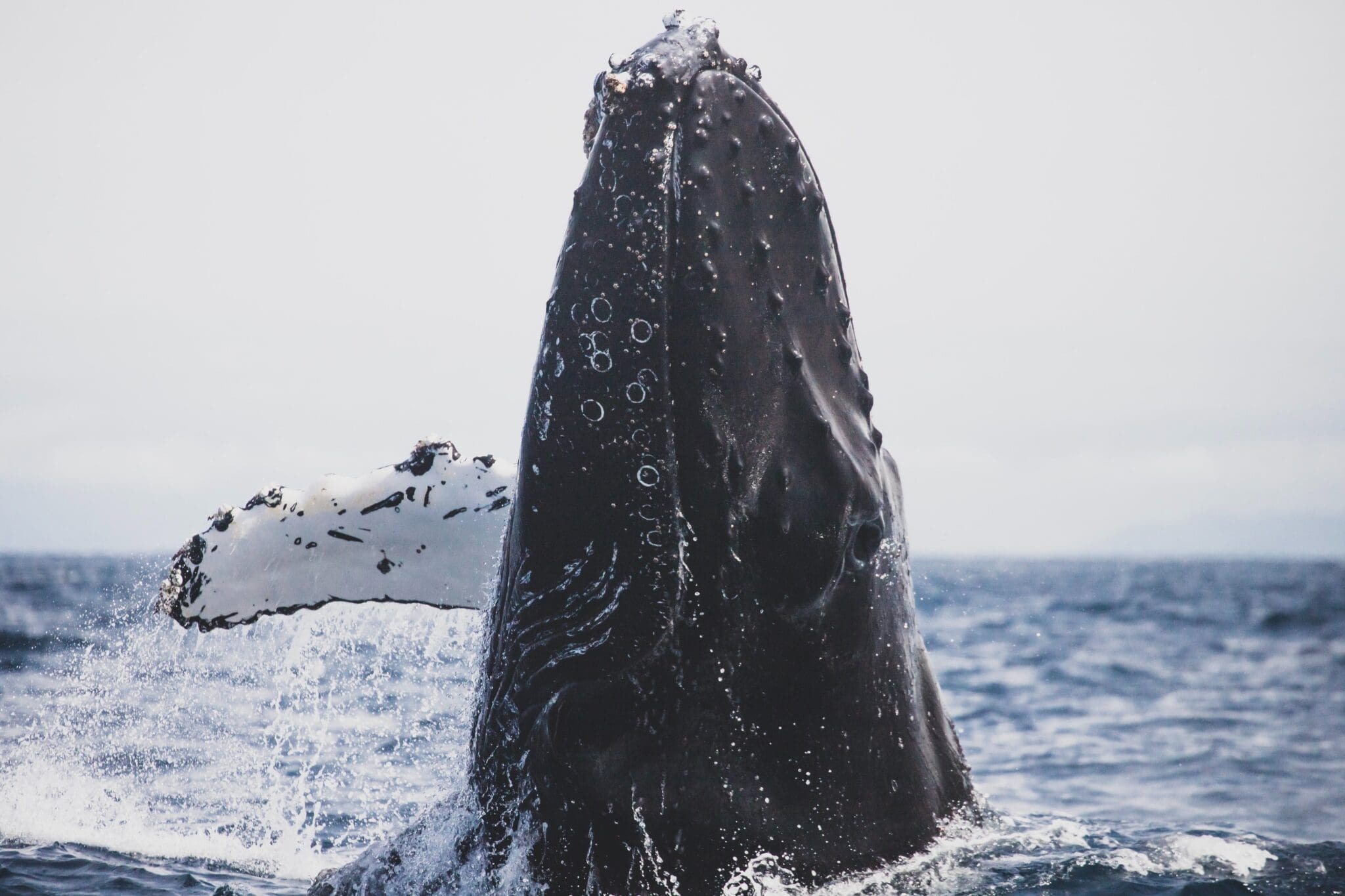 Wieloryb wynurzający się z morza