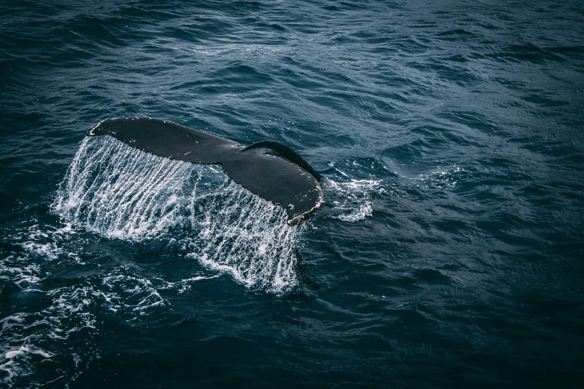Ogon wieloryba nurkującego pod wodę