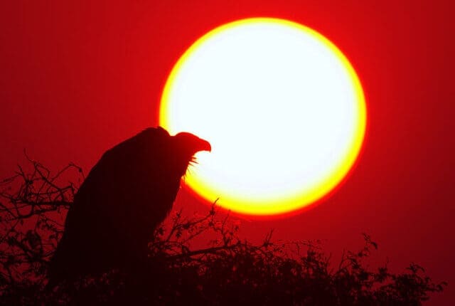 Sępy zarobiły 119 mln USD, w dwa dni. Krążą nad padliną: 'Czarny łabędź podpływa blisko’. Gdzie?