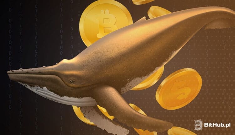 Uśpiony, bajecznie bogaty wieloryb przebudził się po latach! Cena Bitcoina spadnie jeszcze bardziej?