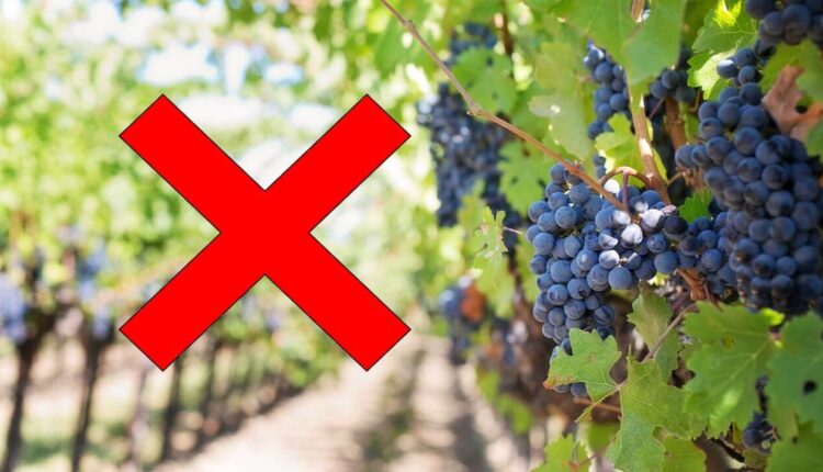 Przymrozki masakrują polskie winnice. „Zbiory będą rekordowo niskie”