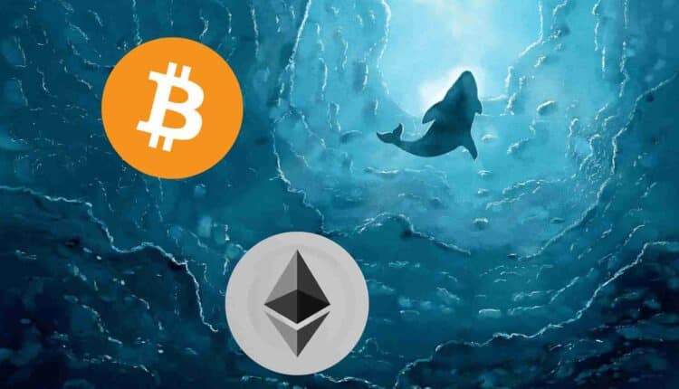 Wieloryby Bitcoin i Ethereum wyraźnie zwiększyły aktywność. Czego możemy się spodziewać po tych ruchach?