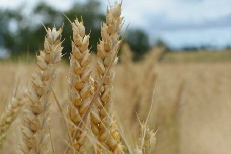 Przełom w rolnictwie, w Calgary znaleźli św. Graala wśród GMO. Co się wydarzyło?