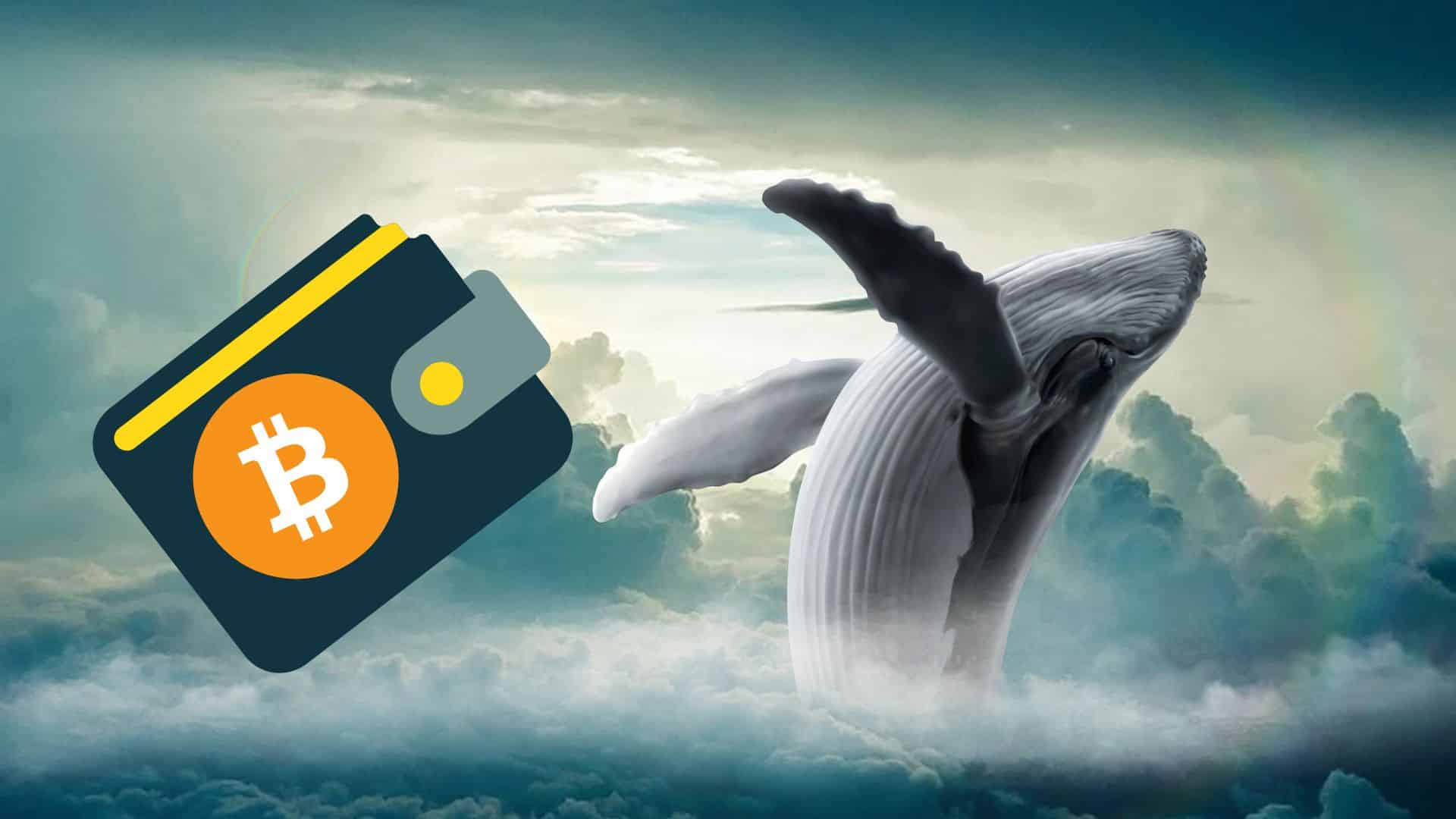 Wieloryb w chmurach obok portfel BTC.