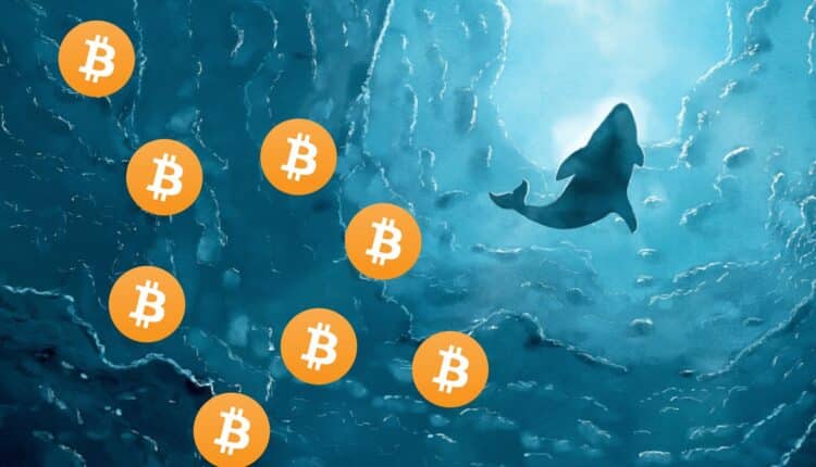 Giganci napychają sobie kieszenie Bitcoinem. Coś przeczuwają?