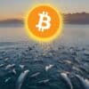 Wieloryby płyną w stronę Bitcoina.
