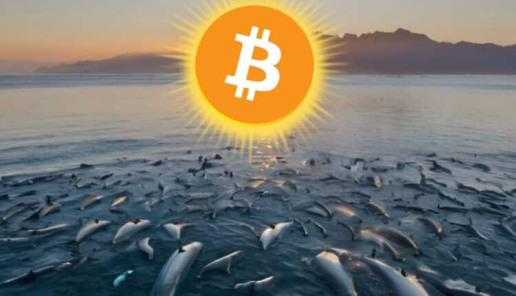 Wieloryby BTC nie były tak aktywne od dekady. Coś się szykuje?