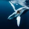 ethereum whale