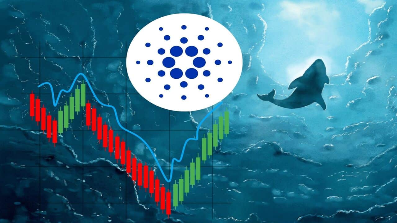 Wieloryby mogą zaważyć na kursie Cardano.