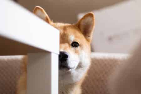 Spalanie tokenów Shiba Inu wzrasta o 486%, a aktywność wielorybów osiąga rekordowe poziomy!