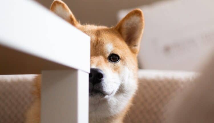 Spalanie tokenów Shiba Inu wzrasta o 486%, a aktywność wielorybów osiąga rekordowe poziomy!