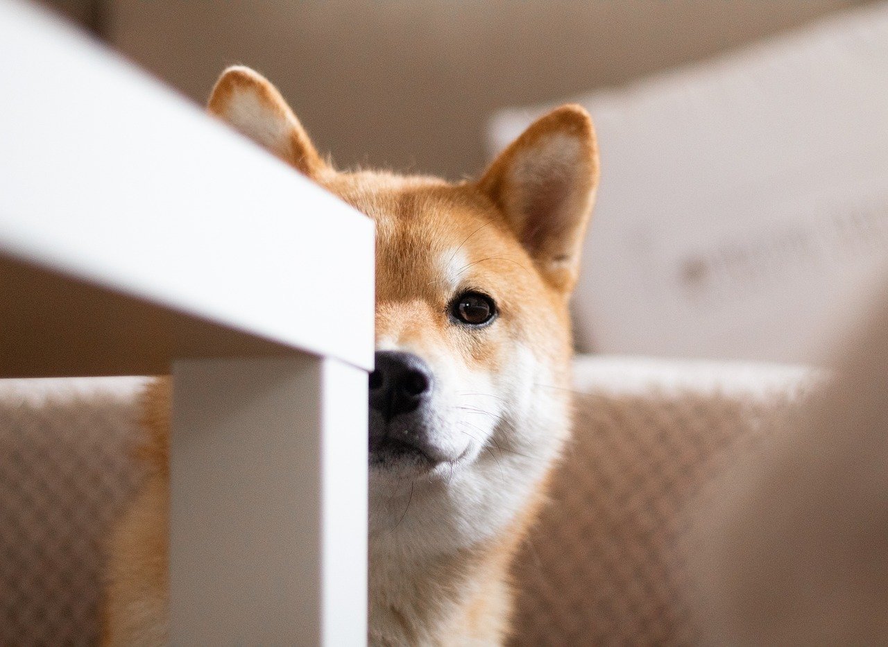 Shiba