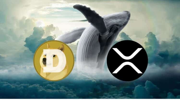 Wieloryby masowo skupują te kryptowaluty z rynku. Dlaczego warto śledzić te tokeny?