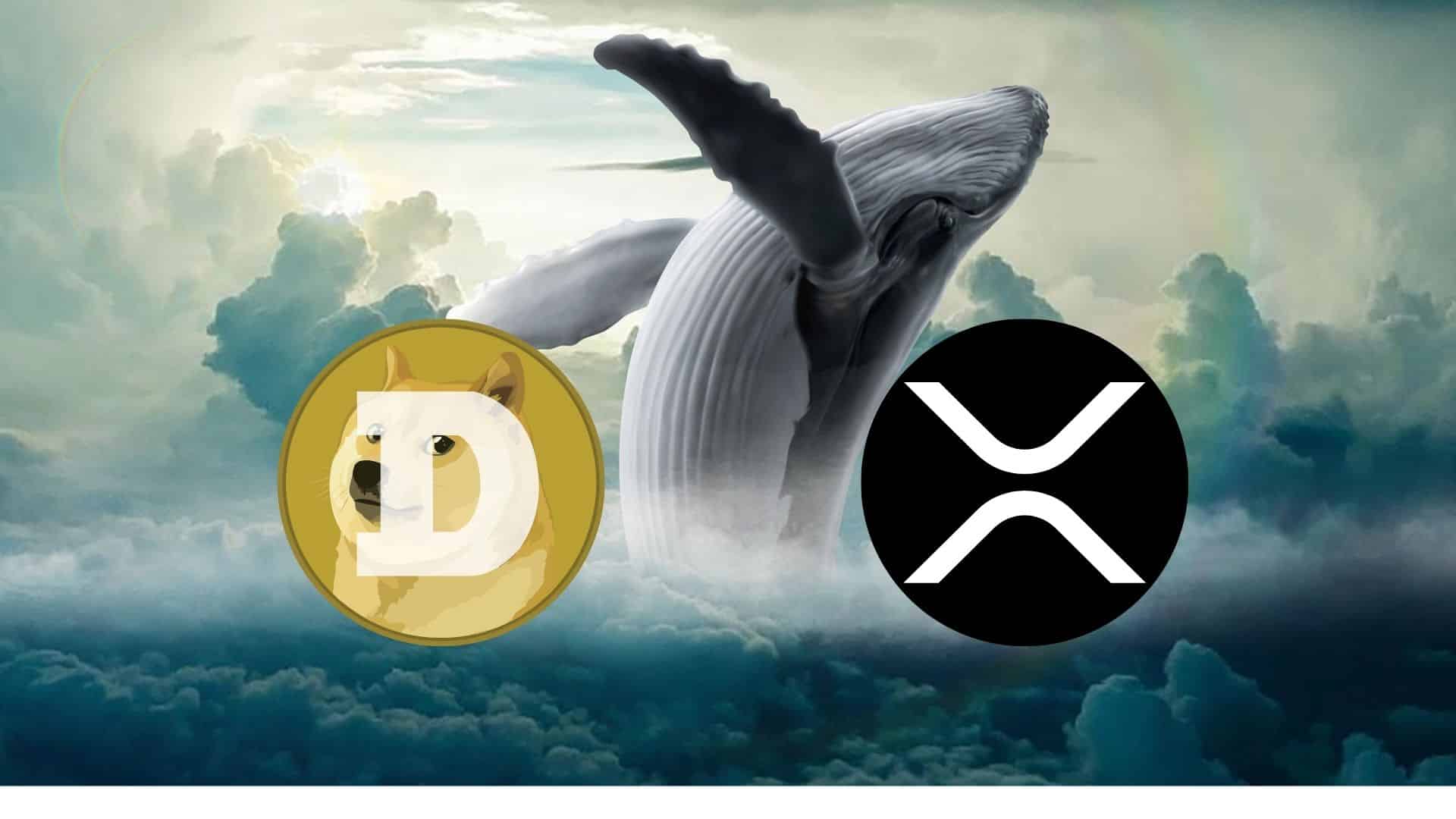 Wieloryby polują DOGE i XRP.