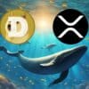 Kryptowaluty takie jak DOGE i XRP trafiły na celownik wielorybów.