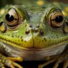 PEPE