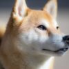 Memecoin Shiba