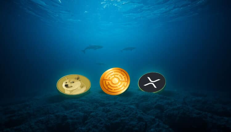 Na te 3 altcoiny wieloryby zwrócą uwagę, gdy cena Bitcoina spadnie poniżej 80 tys. USDT