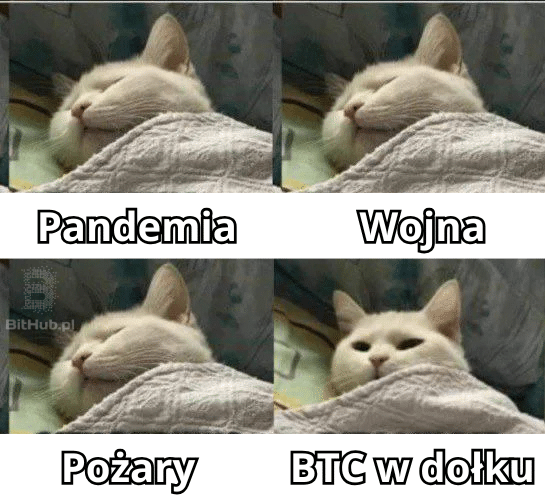 mem_kot_pandemia_pozary_btc_w_dolku