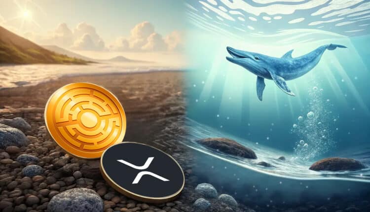 Rząd USA chce kupić XRP? Czy wieloryby przejmą MTAUR? Oto, czego możeym się spodziewać