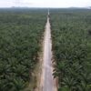 Indonezja – plantacje palmy olejowej