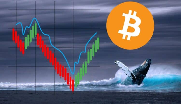 Wieloryby obraziły się na Bitcoina? Te dane rozwiewają wątpliwości