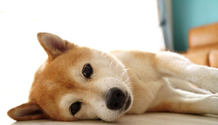 SHIBA może zaraz wystrzelić – wystarczy, że spełni się jeden czynnik