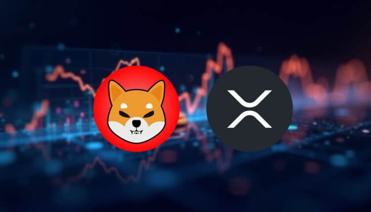 Znana osoba wybrała XRP i SHIB na kolejny cykl byka