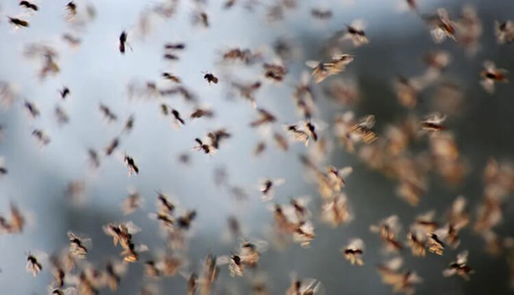 Miliardy much z rządowych laboratoriów na pograniczu Meksyku z USA. Celowy program