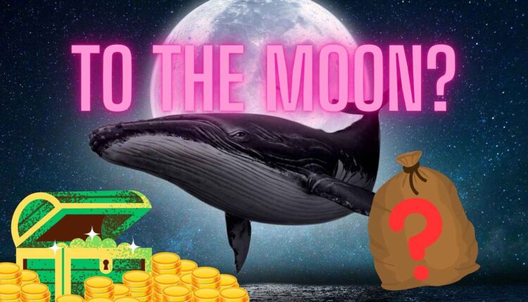 Podejrzana aktywność wielorybów. Kupiły 1,38 mln sztuk tej kryptowaluty, ale coś tu nie gra
