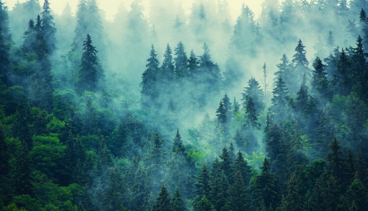 Skąd my to znamy: zakaz wejścia do lasów – i to nawet tych prywatnych – bo „klimat”