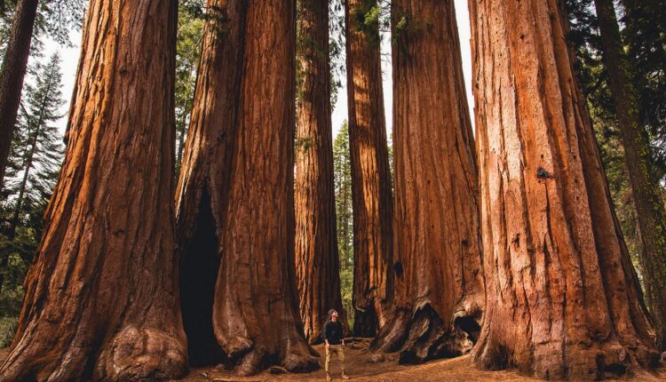 Marihuana z parku narodowego. Wielka operacja służb w cieniu najwyższych drzew świata