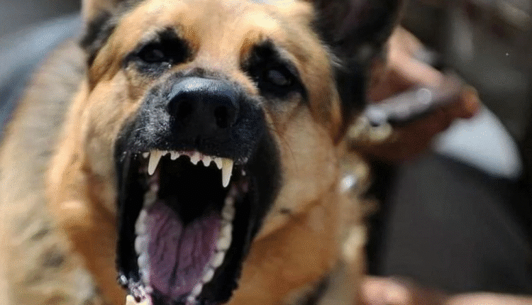 Psy bez kontroli, Policja dbała bezkarność „ustawionego” sprawcy? Drugie dno głośnej tragedii