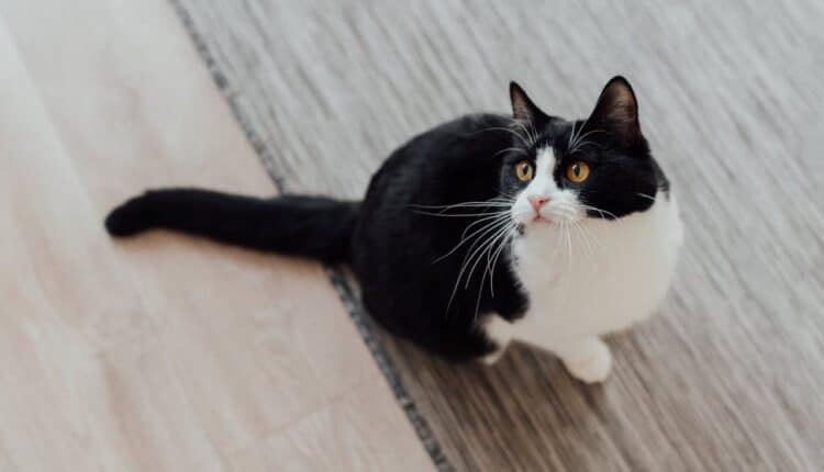 Religijni ekstremiści zabrali ludziom memy z kotami. Musieli odpuścić. Pojawiło się ryzyko, że zostaną obaleni