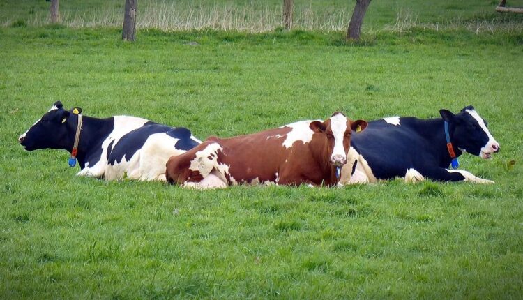 Krowy padają, żywność trąci rakotwórczością. Alarmujące doniesienia, przyczyną klimatyczny fanatyzm