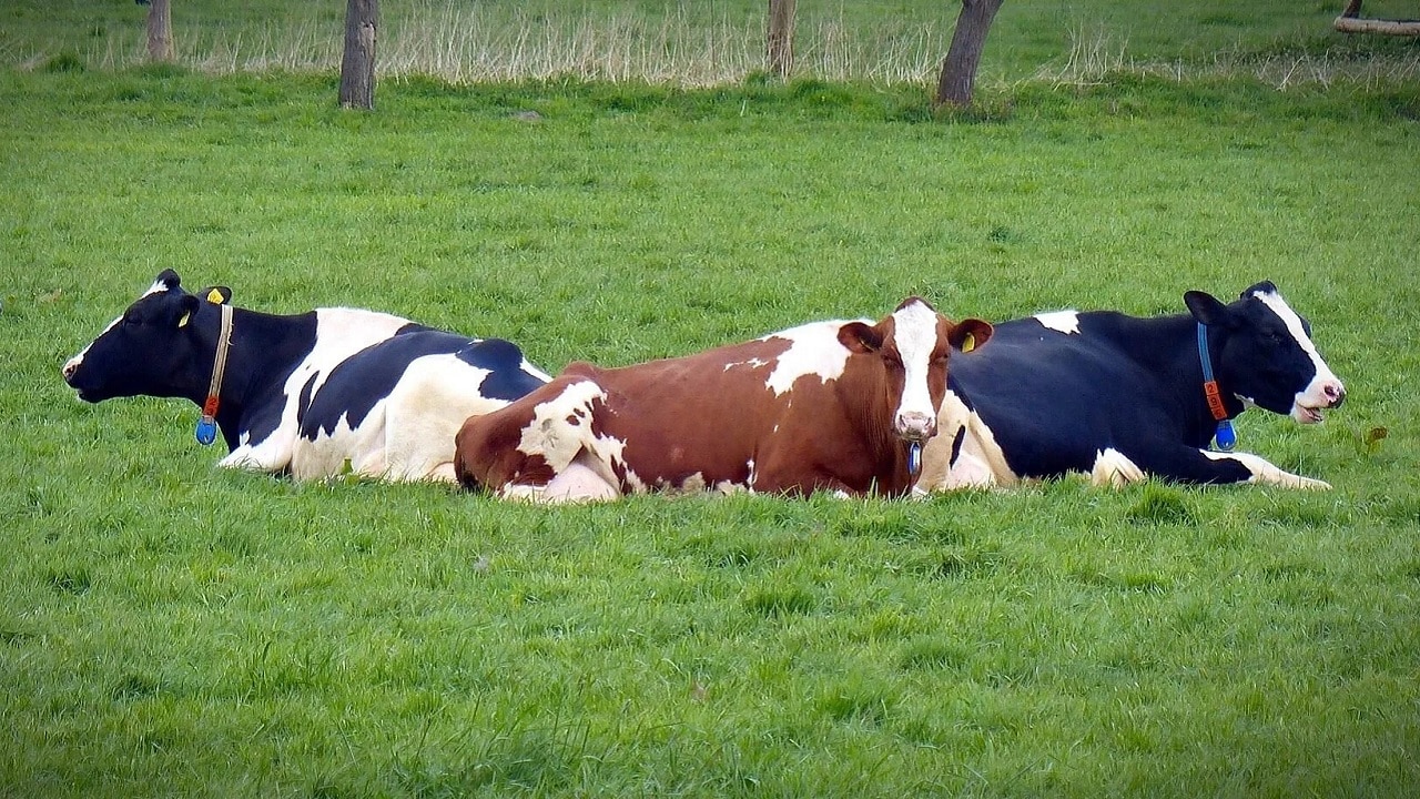 Krowy padają, żywność trąci rakotwórczością. Alarmujące doniesienia, przyczyną klimatyczny fanatyzm