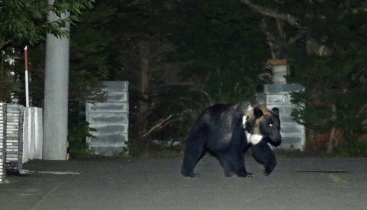 Japonia, ataki niedźwiedzi
