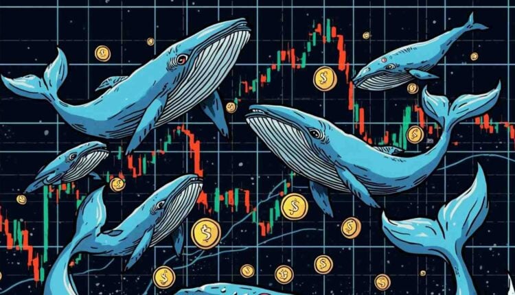 Wieloryby kupują ogromne ilości tych dwóch kryptowalut. Hossa przed końcem roku?