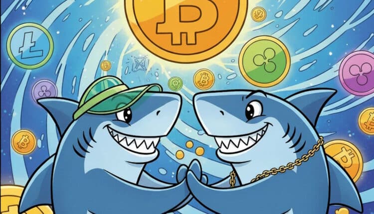 Bitcoin gotowy na wstrząsy, a XRP? Ujawniamy, co obstawiają rekiny!