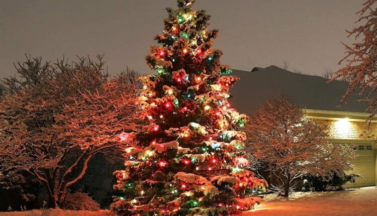 Zrezygnujcie z naturalnych choinek na Święta – żeby było więcej gruntu pod centra danych. Nie, poważnie…