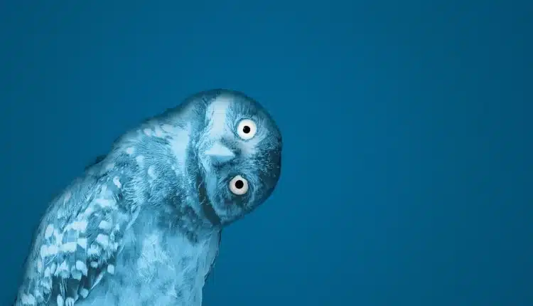 Wall Street ewakuuje się z funduszu Blue Owl. Akcje nurkują, wkroczy Departament Skarbu?