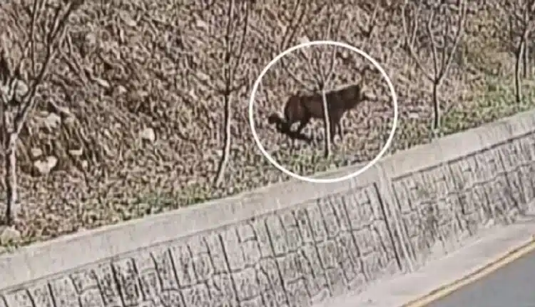 Wilk uciekł z zoo – i został kryptowalutą. Mimo obławy, setek ludzi, dronów i termowizji, poszukiwania zbiegłego osobnika daremne