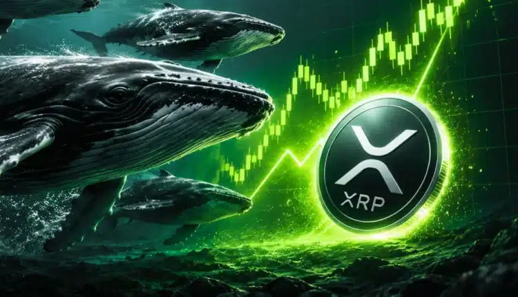 Wieloryby gromadzą rekordową ilość XRP. Na co się szykują?