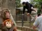 zoo wybieg małp krypto