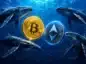 Wieloryby krążą wokół BTC i ETH.