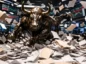 byk z wall street etf szaleństwo