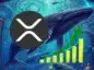 Wieloryby XRP na tle wykresu.