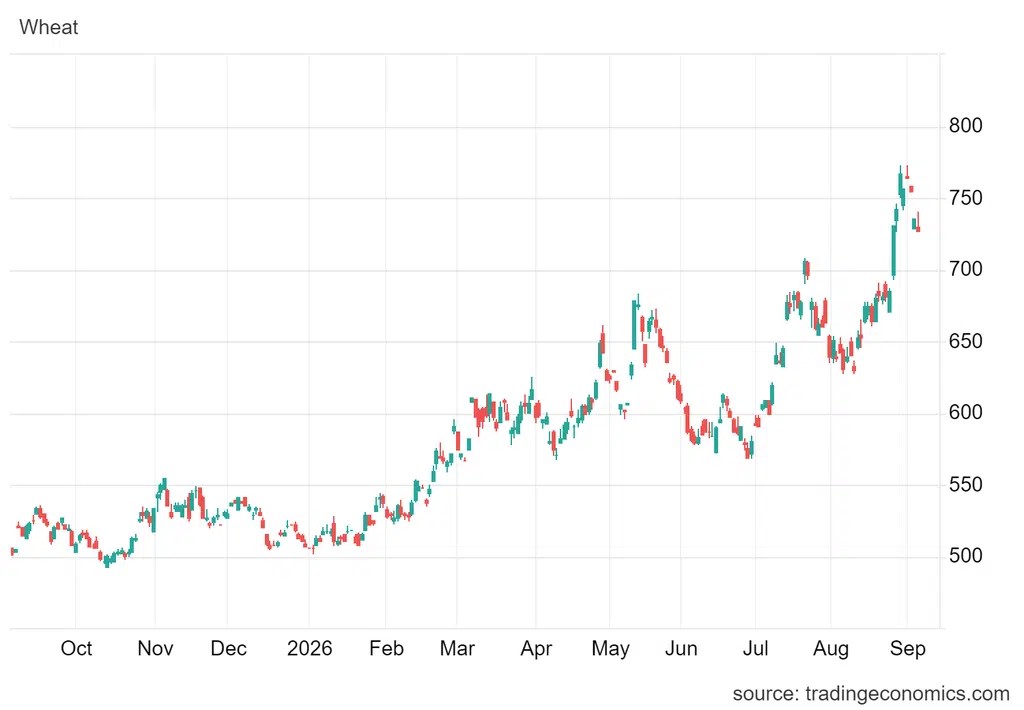Grudniowe kontrakty na pszenicę na giełdzie CBOT zanurkowały wczoraj o 2,5%.