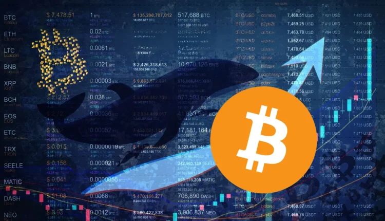 Wieloryb przenosi setki BTC po 14 latach uśpienia. Dlaczego właśnie teraz?
